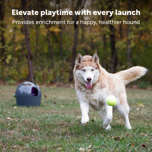 Lanceur de balles de tennis pour chien